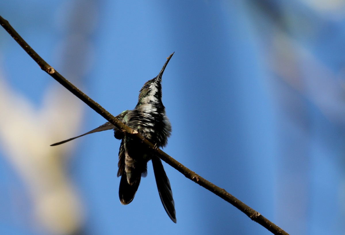 kolibřík hispaniolský - ML158397011