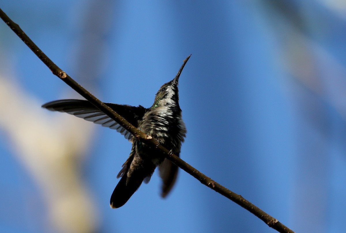 kolibřík hispaniolský - ML158397081