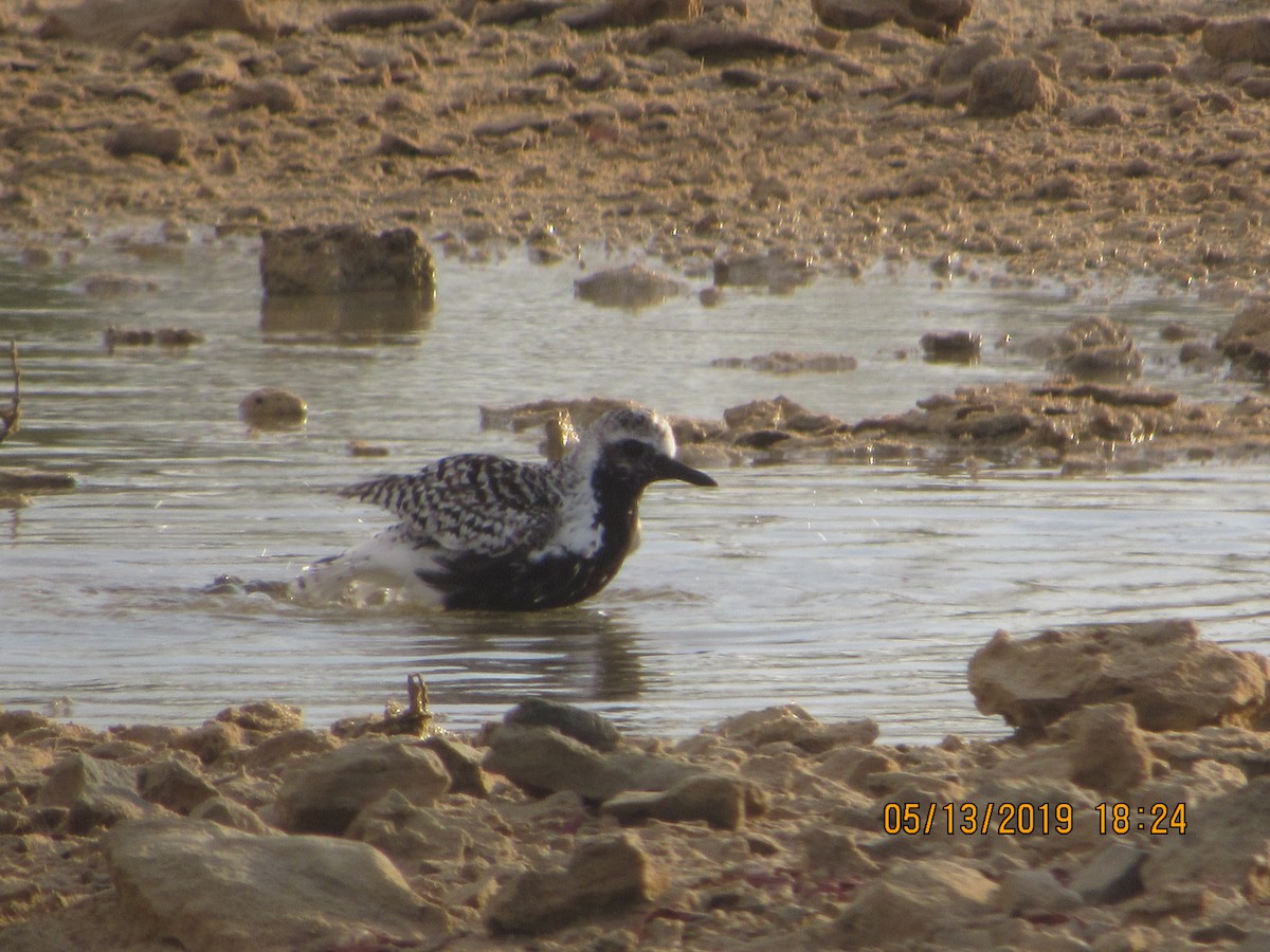 Black-bellied Plover - ML158397171