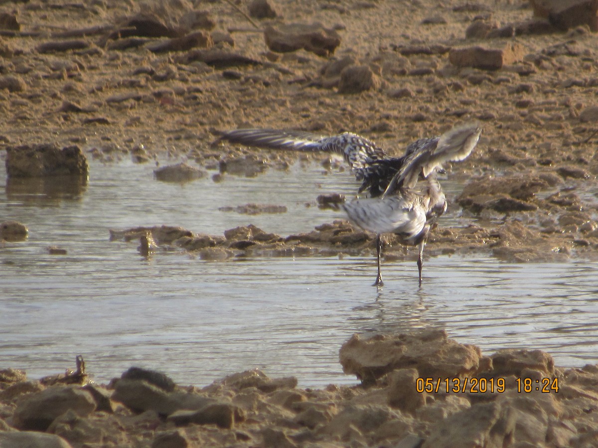 Black-bellied Plover - ML158397201