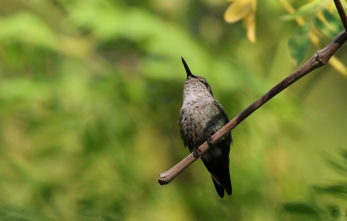 Vervain Hummingbird - ML158397211