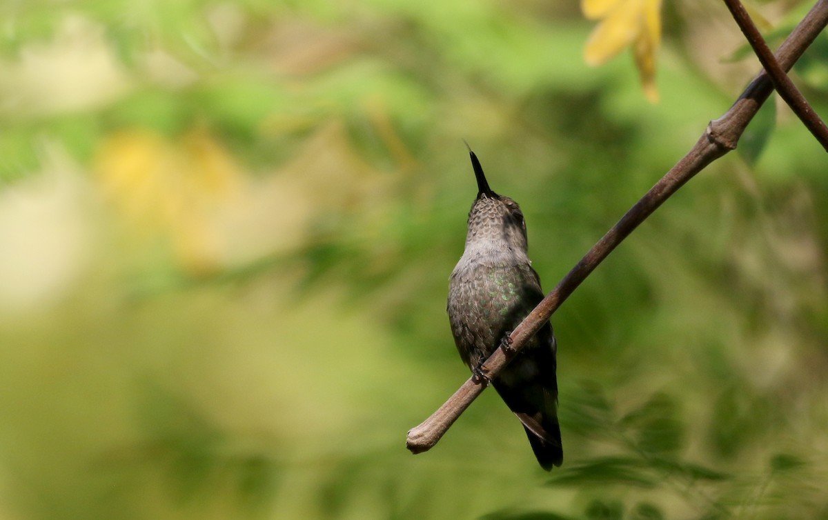 Vervain Hummingbird - ML158397231