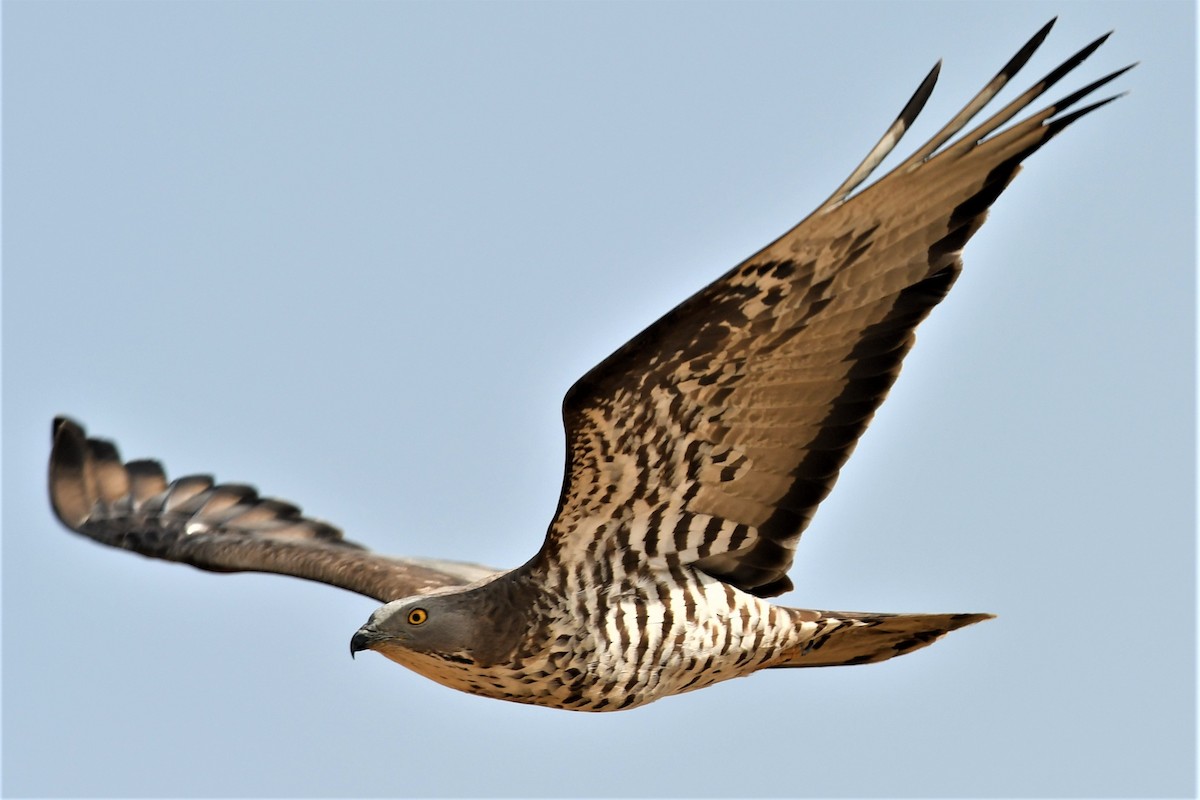 European Honey-buzzard - Haldun Savaş