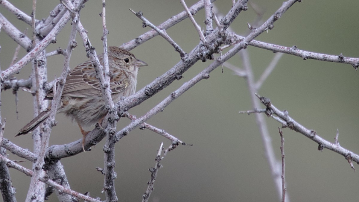 Cassin's Sparrow - Mark Scheel