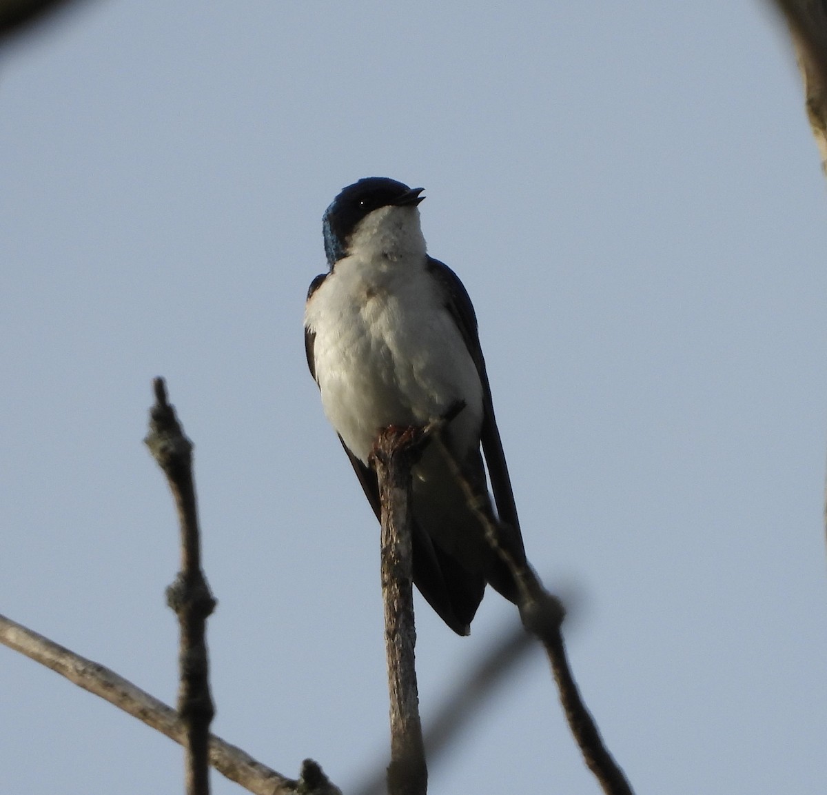 Tree Swallow - Sunil Thirkannad