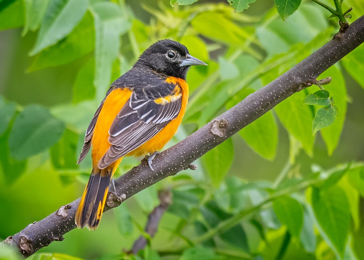 Baltimore Oriole - mark kraus