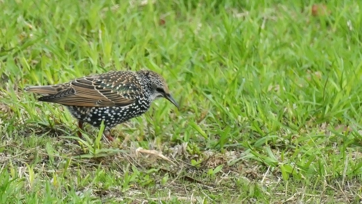 European Starling - ML158400431