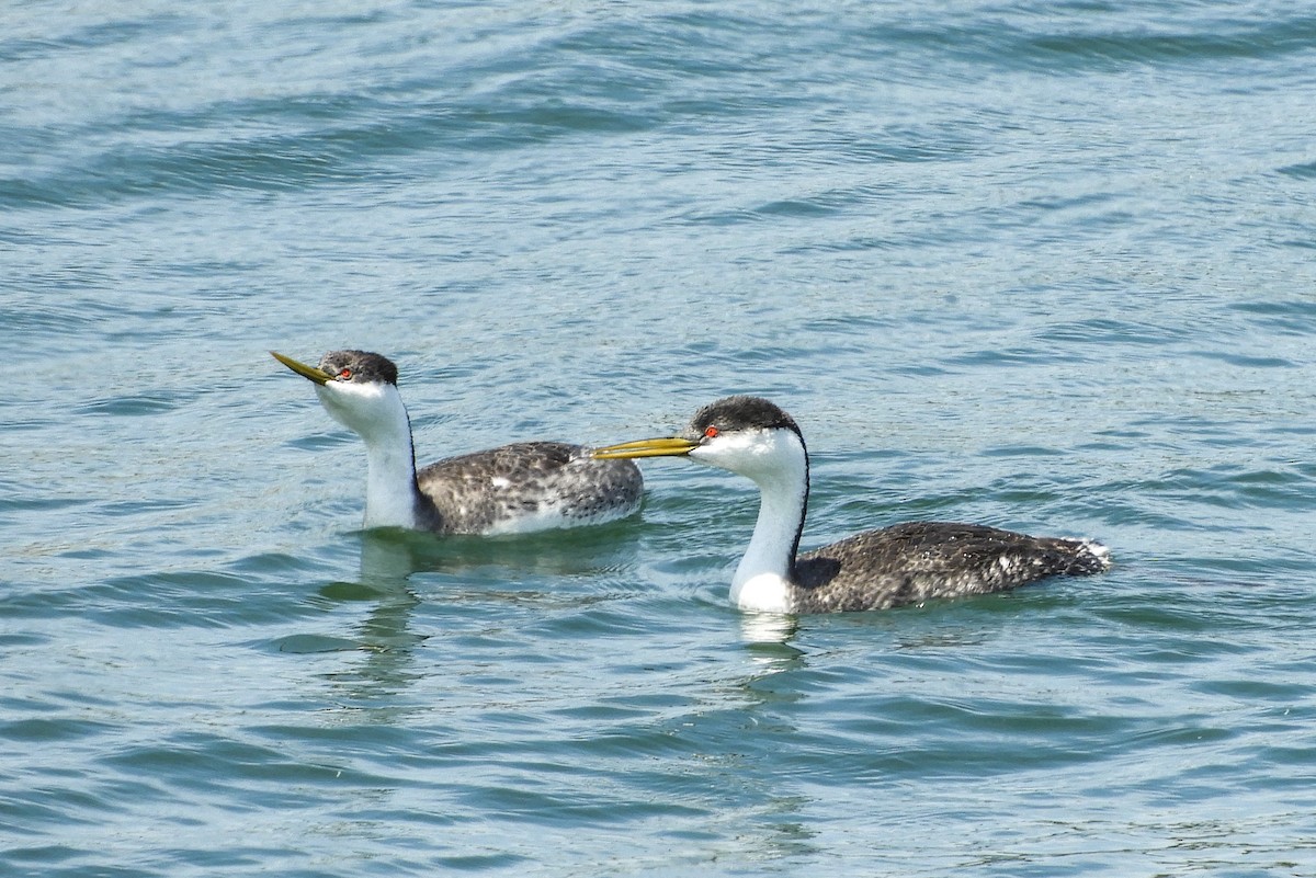 Western Grebe - ML158403941