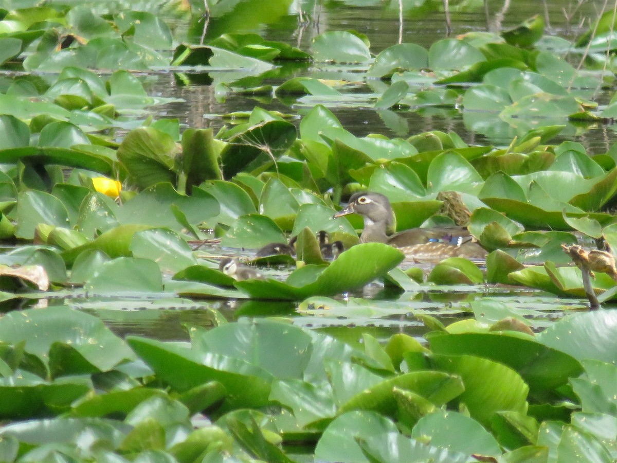 Wood Duck - ML158409411