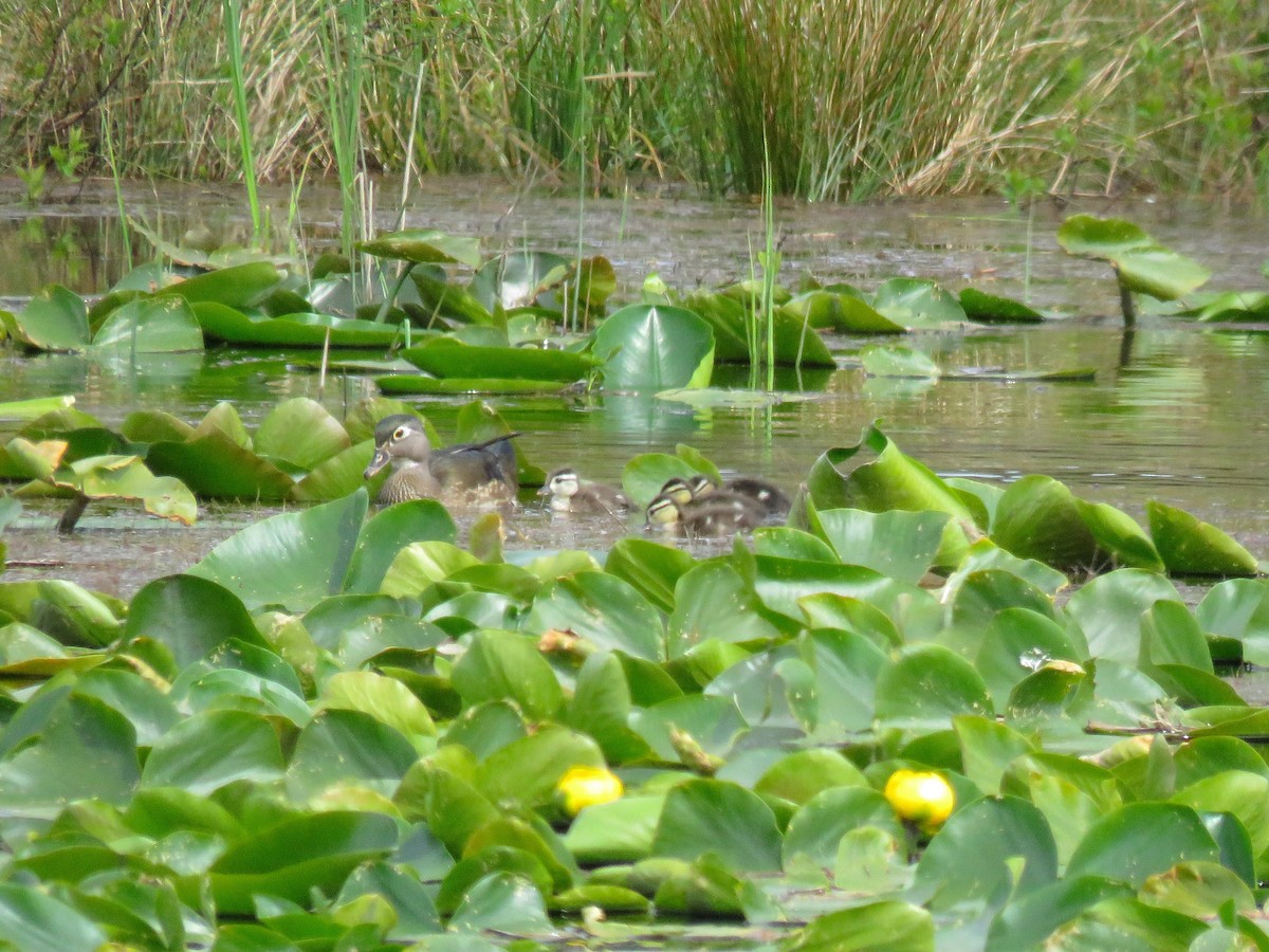 Wood Duck - ML158409461