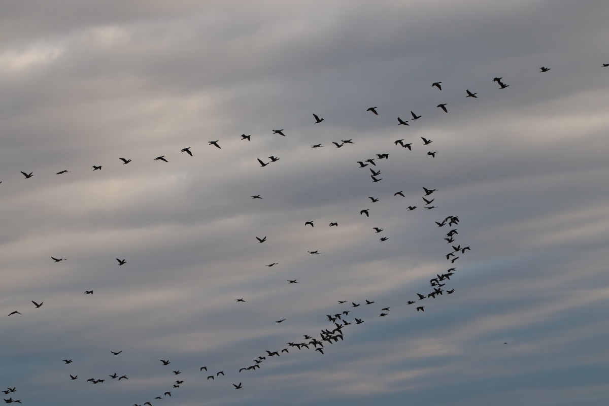 Double-crested Cormorant - ML158410141