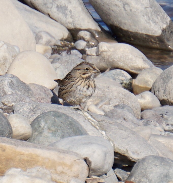 Lincoln's Sparrow - ML158411231