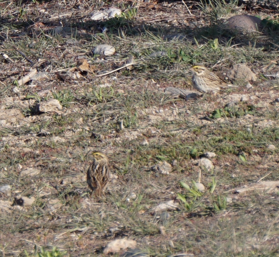 Savannah Sparrow - ML158411521