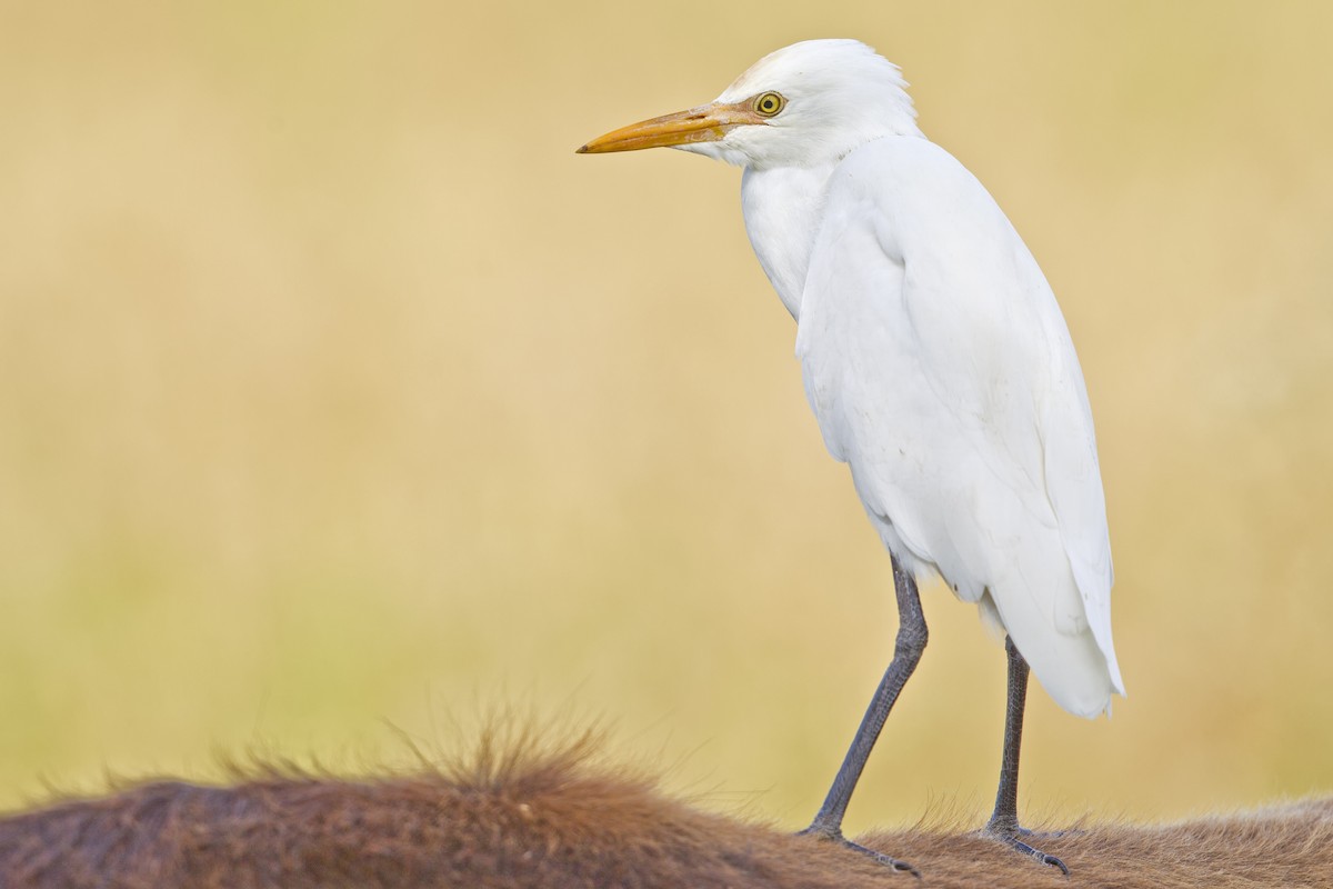 Eastern Cattle-Egret - Mat Gilfedder