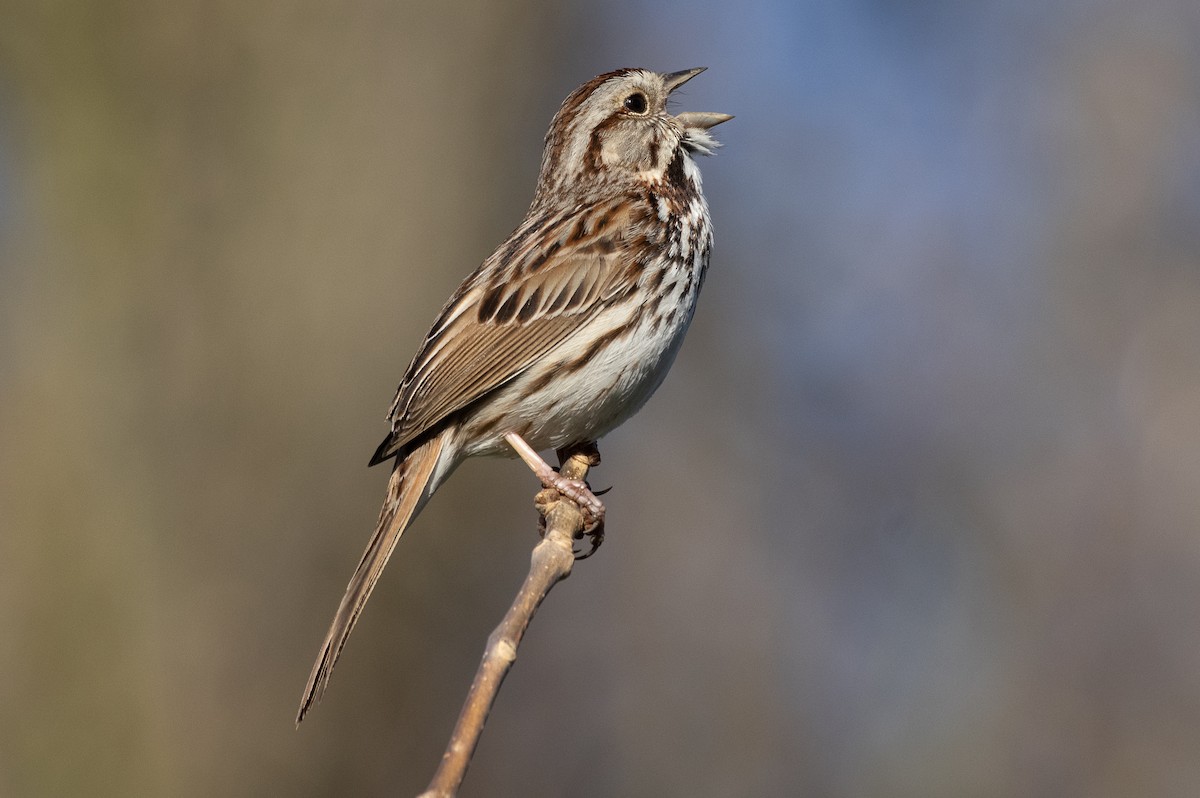 Song Sparrow - ML158414671