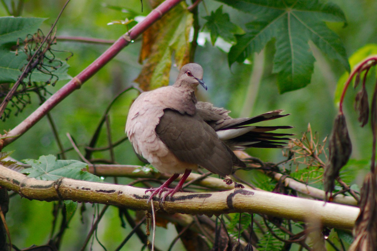 White-tipped Dove - ML158414881