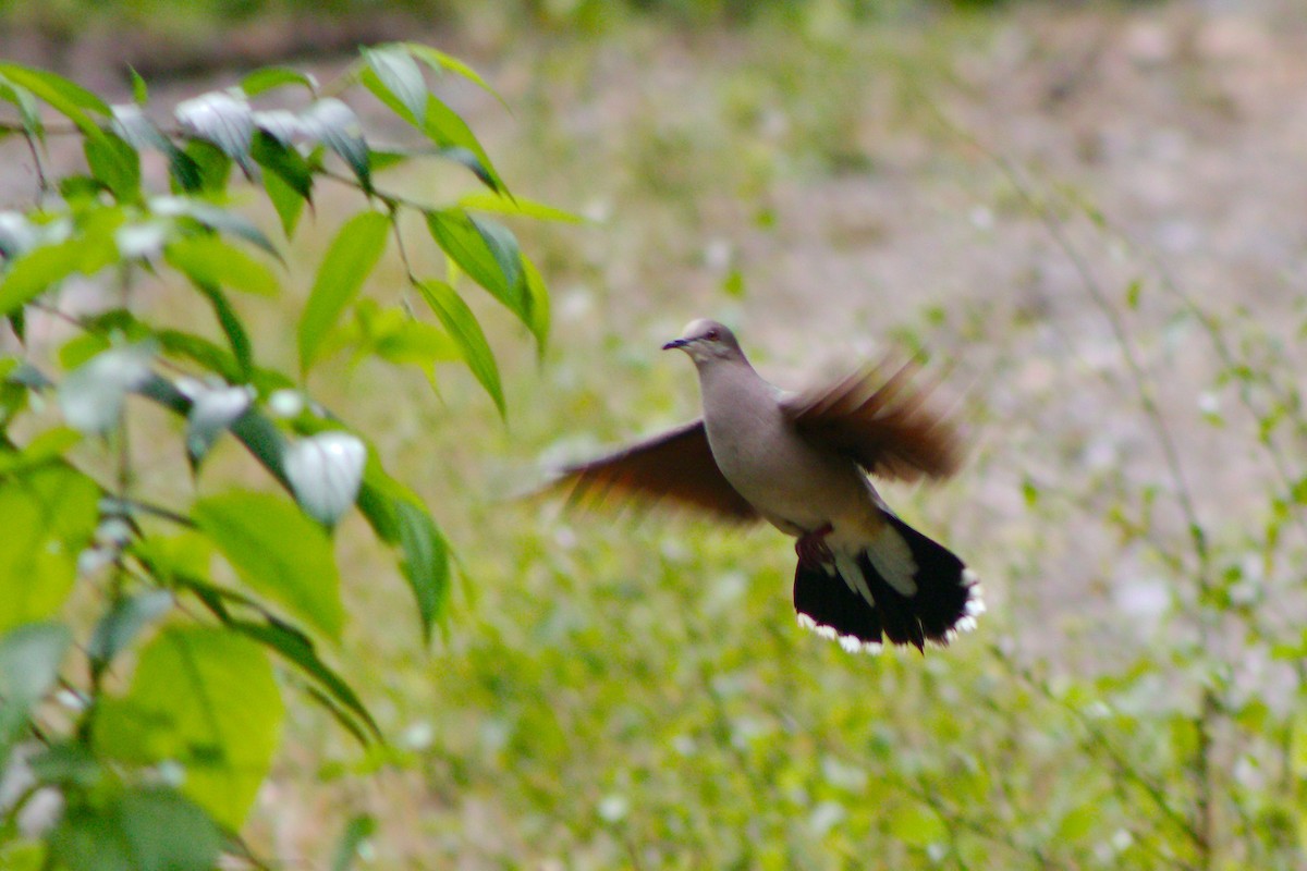 White-tipped Dove - ML158414891