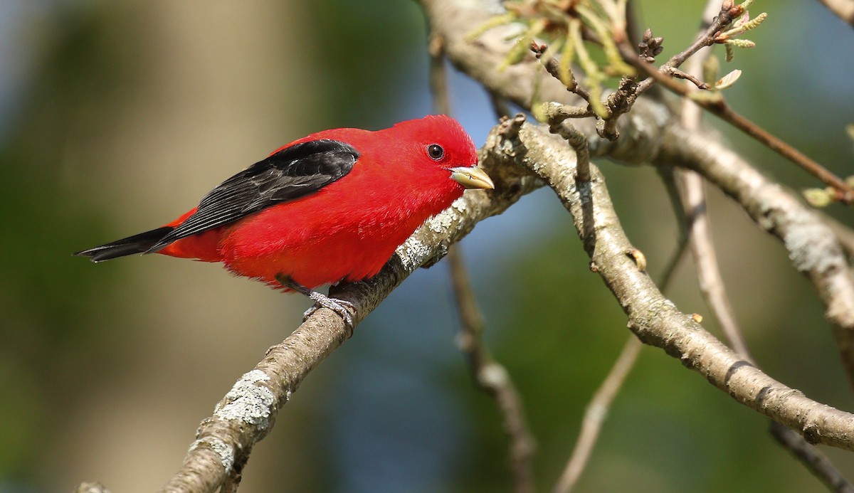 Scarlet Tanager - Ryan Schain