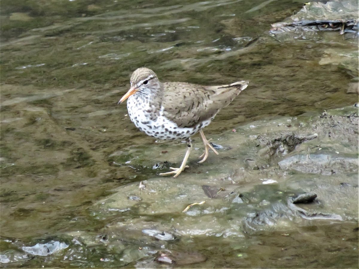 Spotted Sandpiper - ML158417911