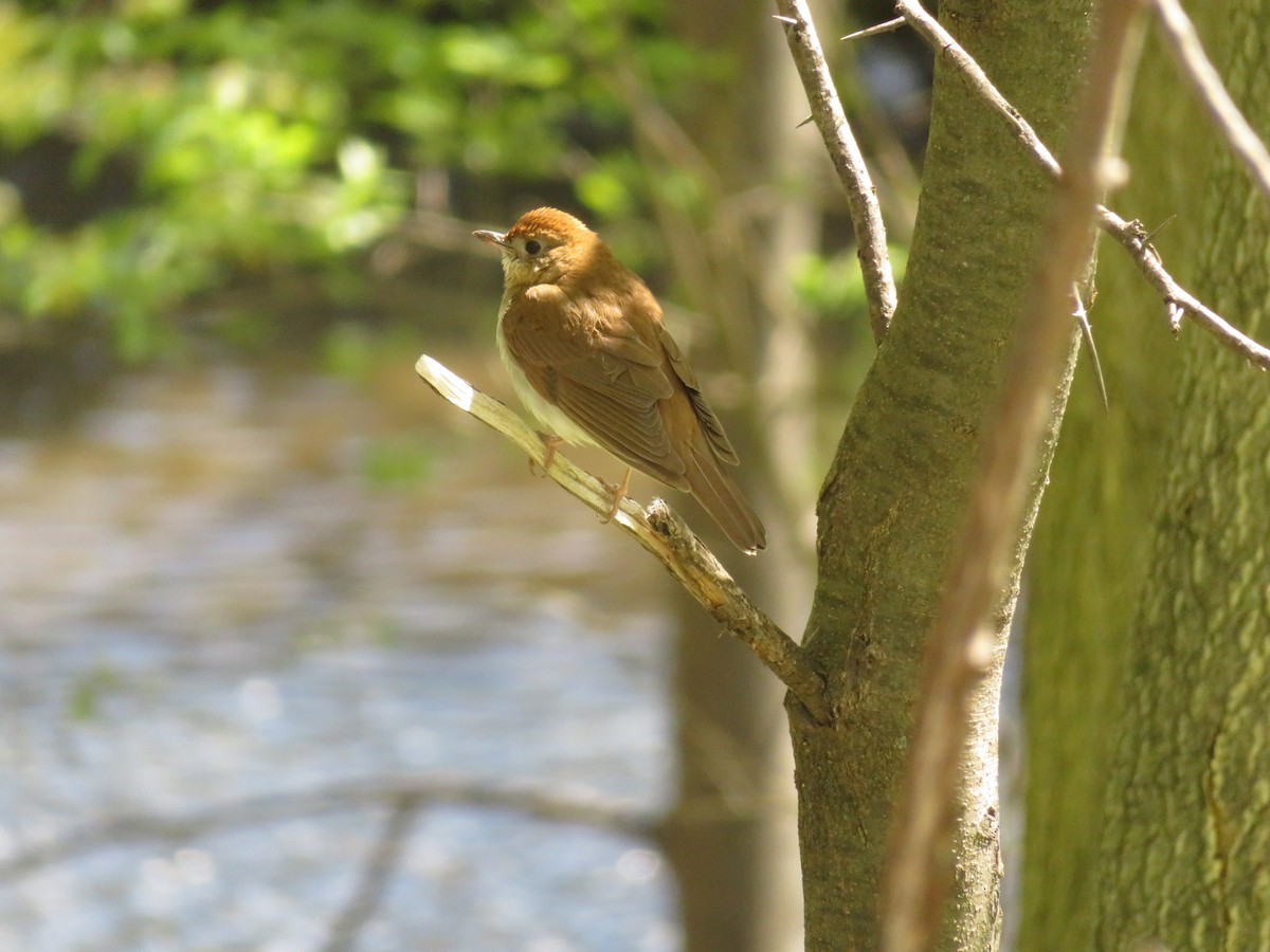 Veery - ML158418111