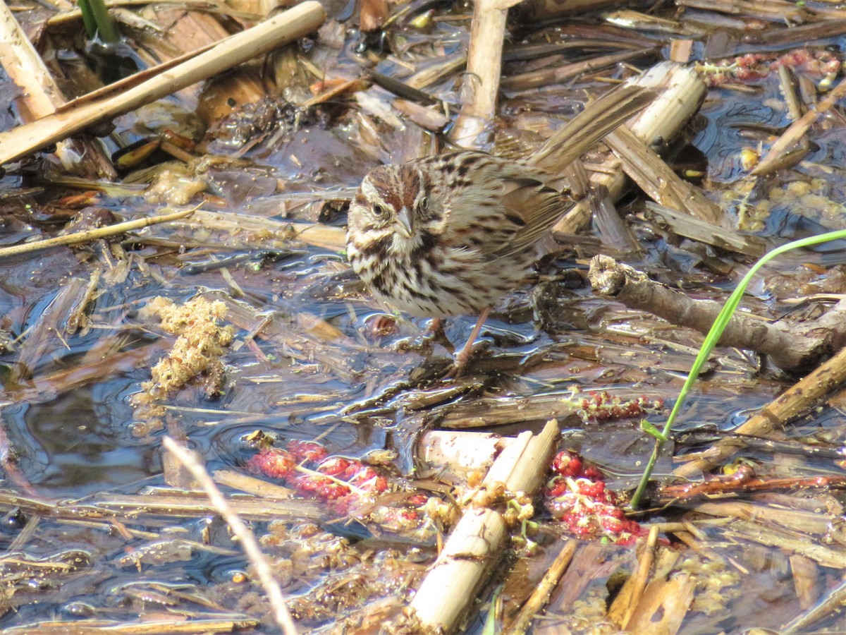 Song Sparrow - ML158418241