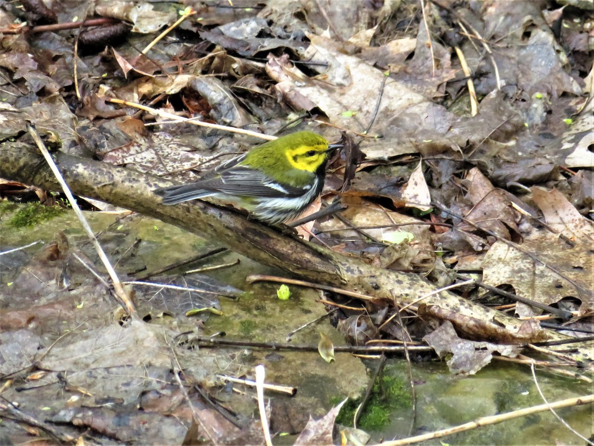 Grünmantel-Waldsänger - ML158418371