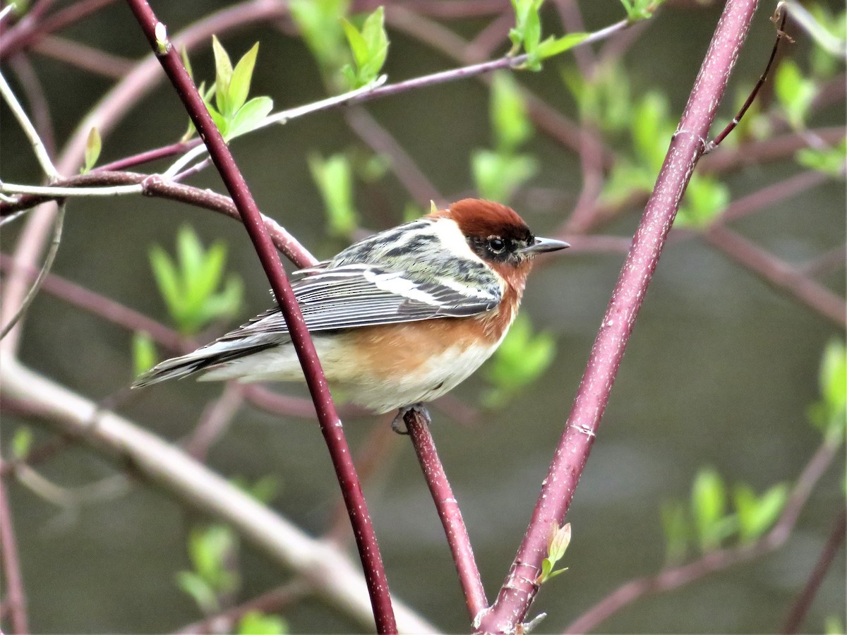 Bay-breasted Warbler - ML158418641