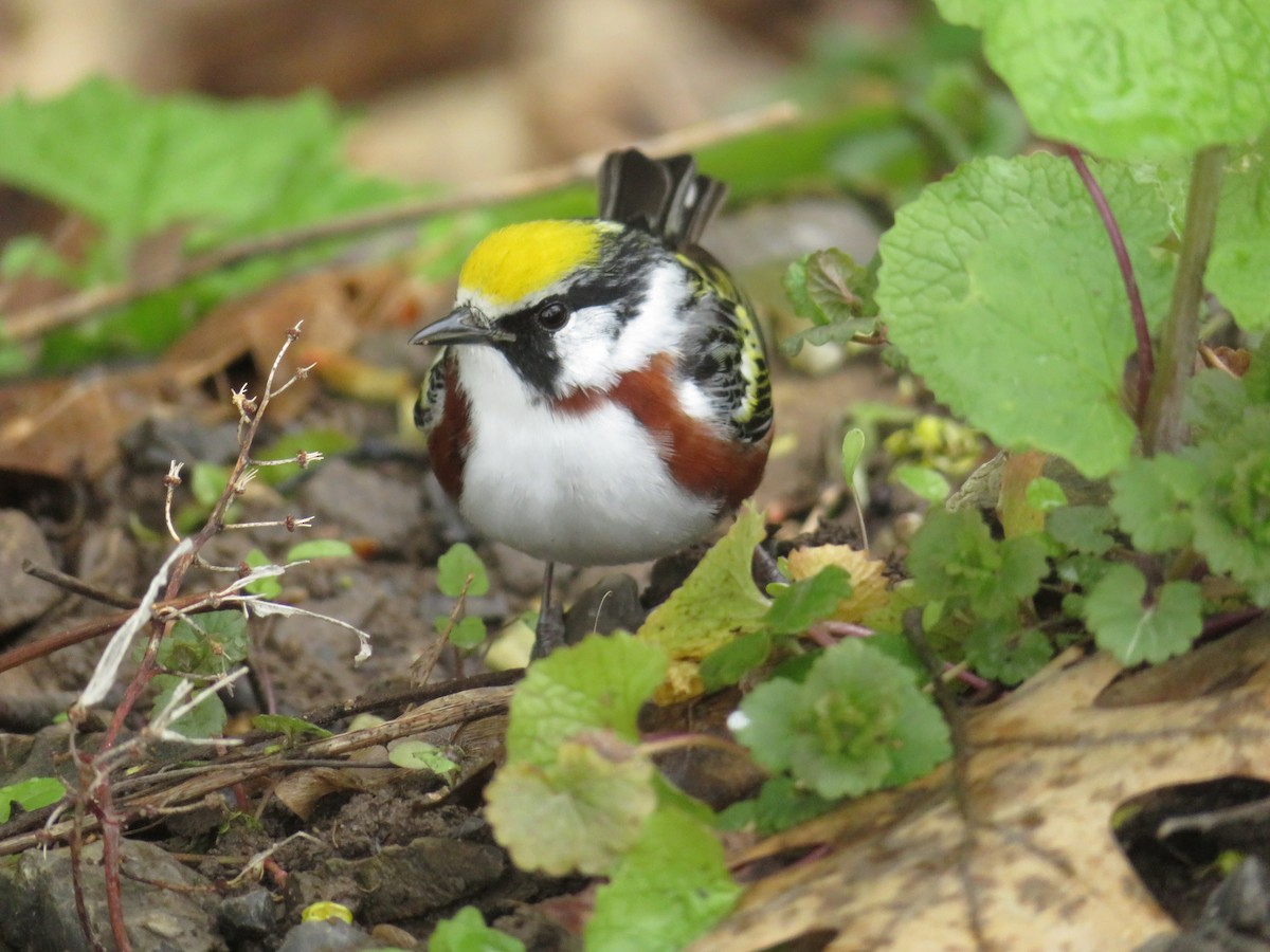 Chestnut-sided Warbler - ML158418931