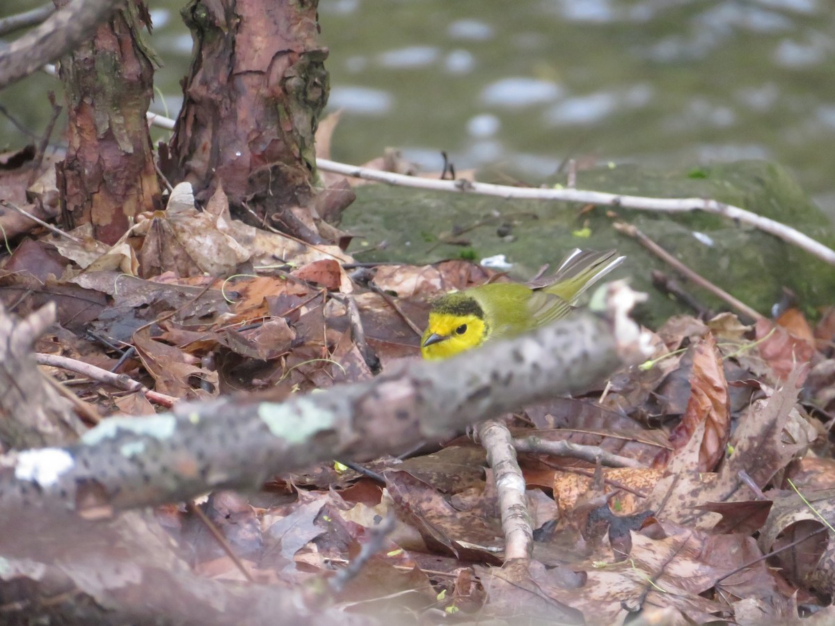 Hooded Warbler - ML158419141