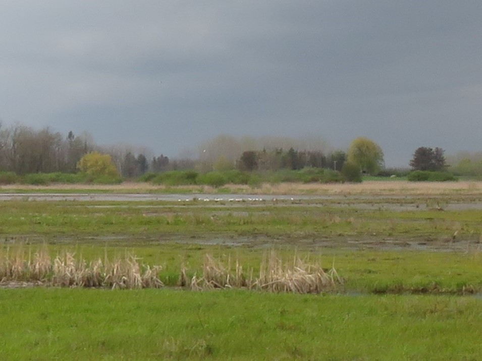 Caspian Tern - ML158420501