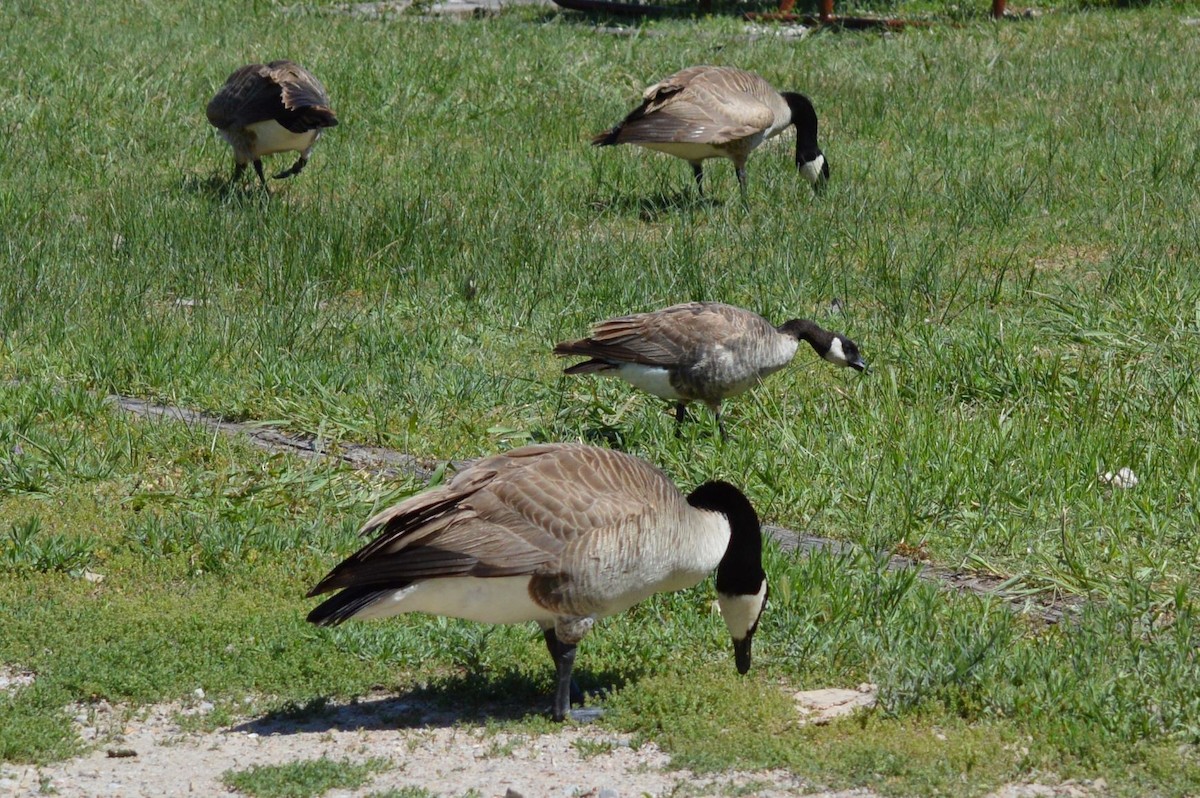 Cackling Goose - ML158421361