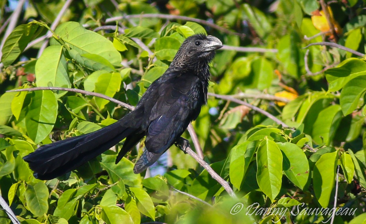 Smooth-billed Ani - ML158423051