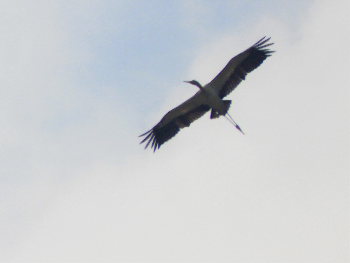 Wood Stork - ML158423091