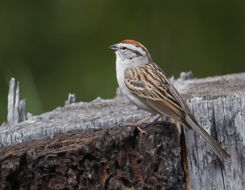 Chipping Sparrow - Barry McKenzie