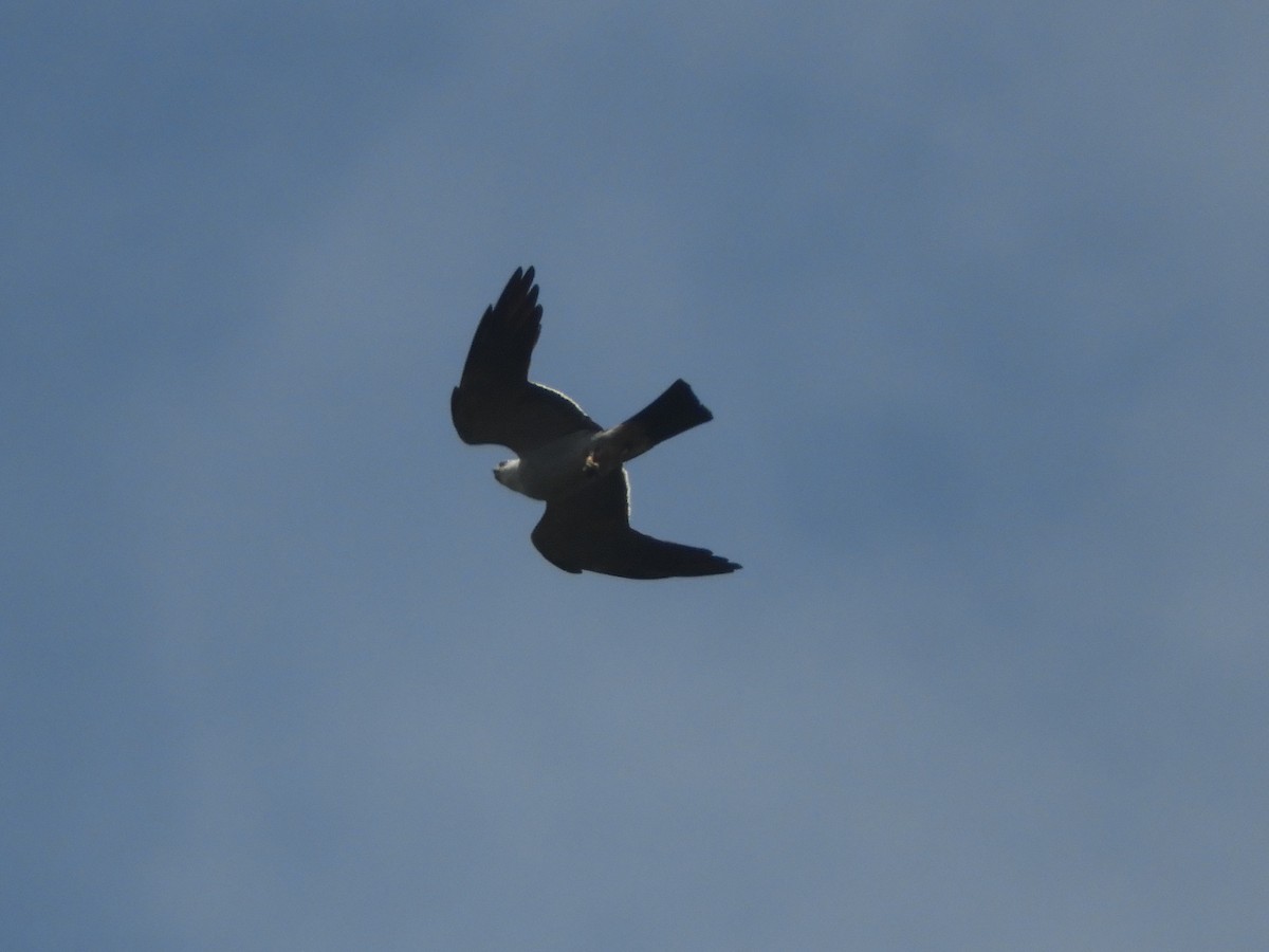 Mississippi Kite - David  Meza