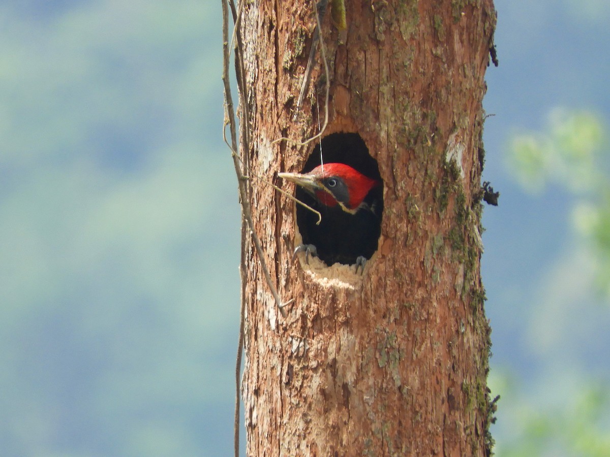 Lineated Woodpecker - ML158426581