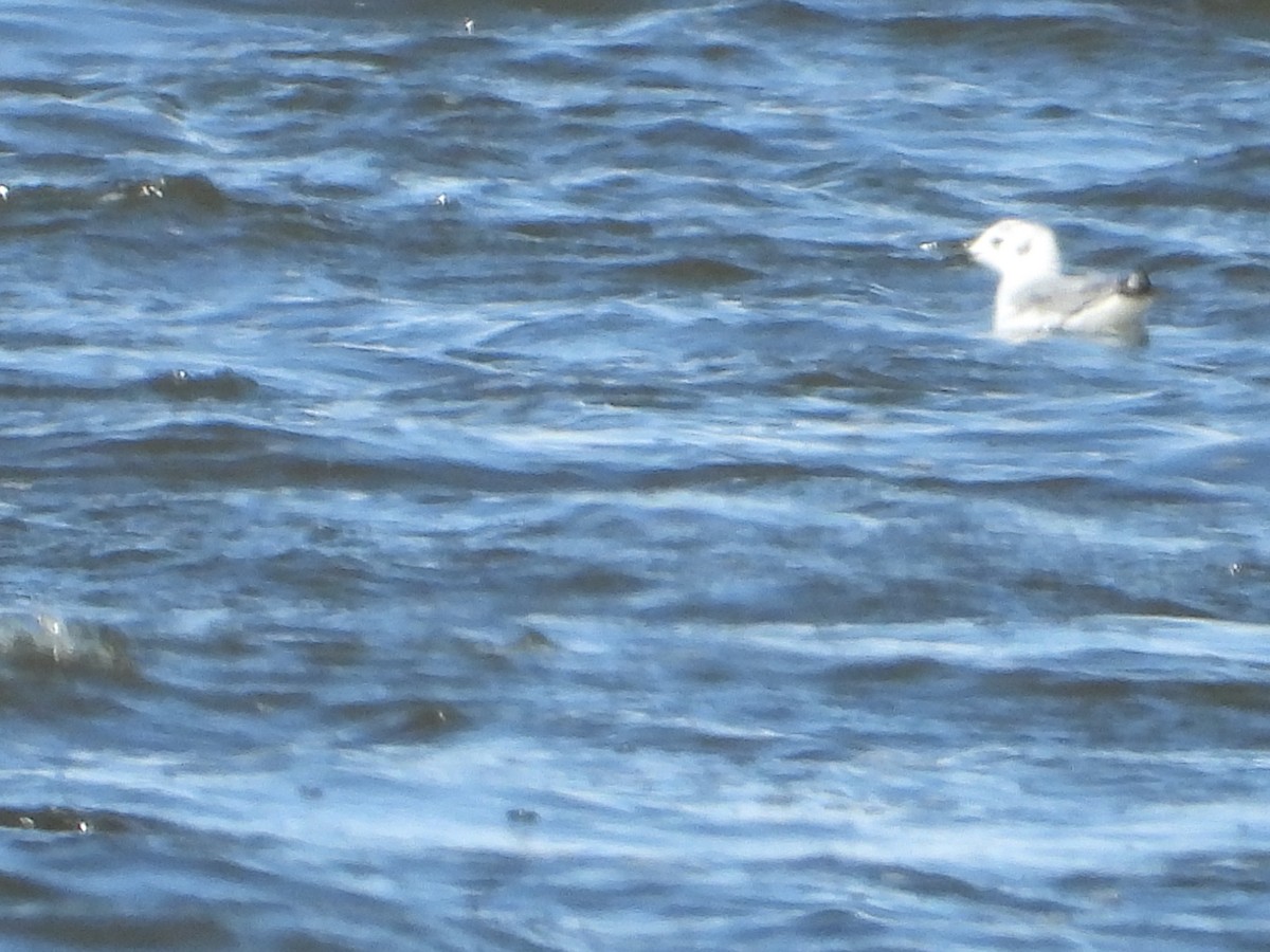 Bonaparte's Gull - ML158427331