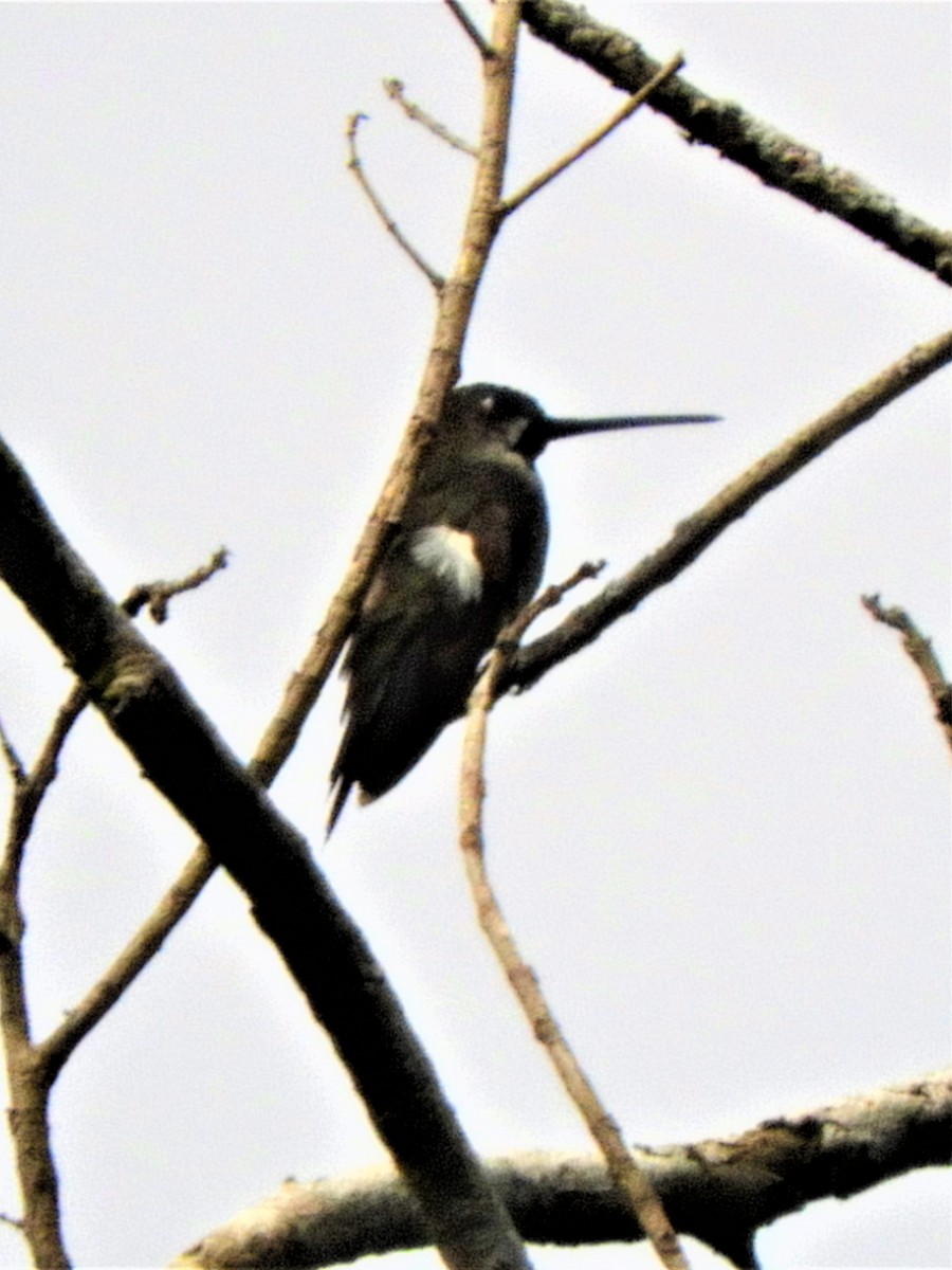 Long-billed Starthroat - ML158427901