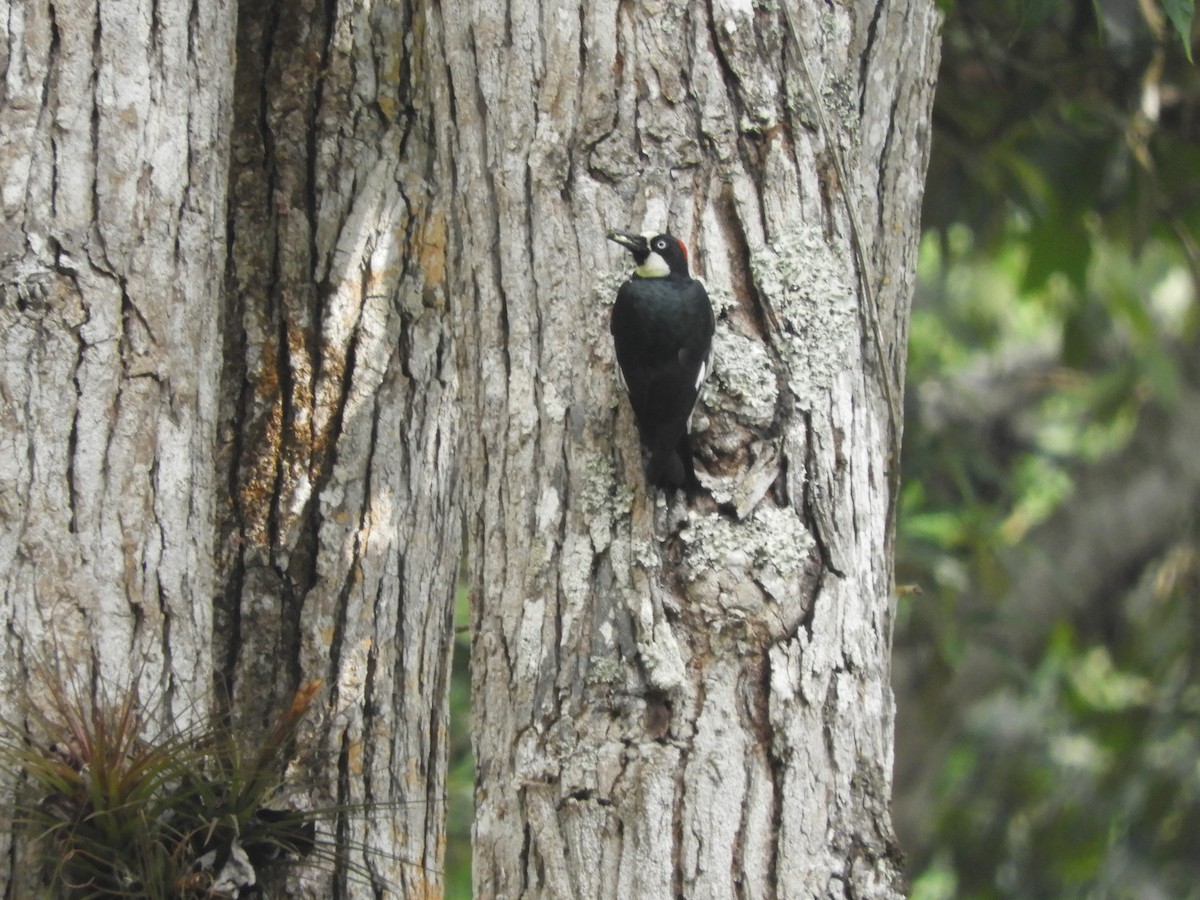 Acorn Woodpecker - ML158428121