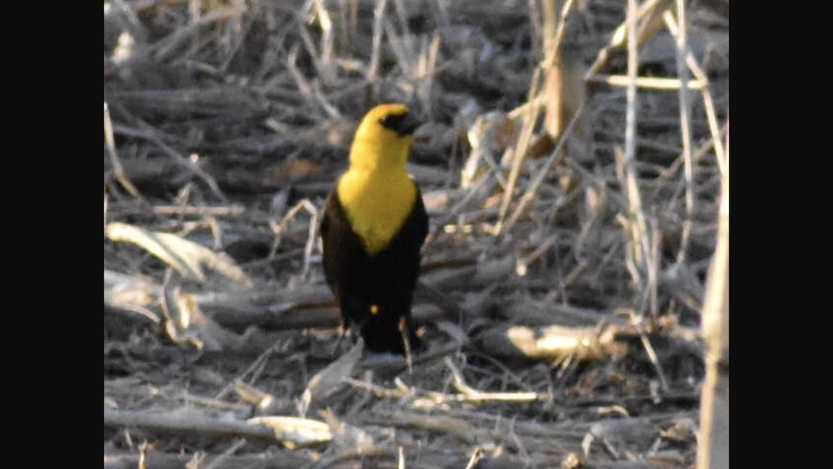 Yellow-headed Blackbird - ML158428741