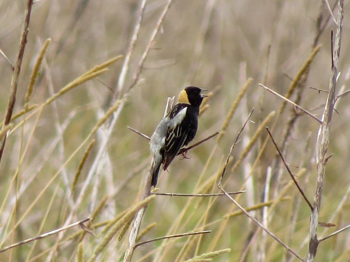 bobolink americký - ML158429021