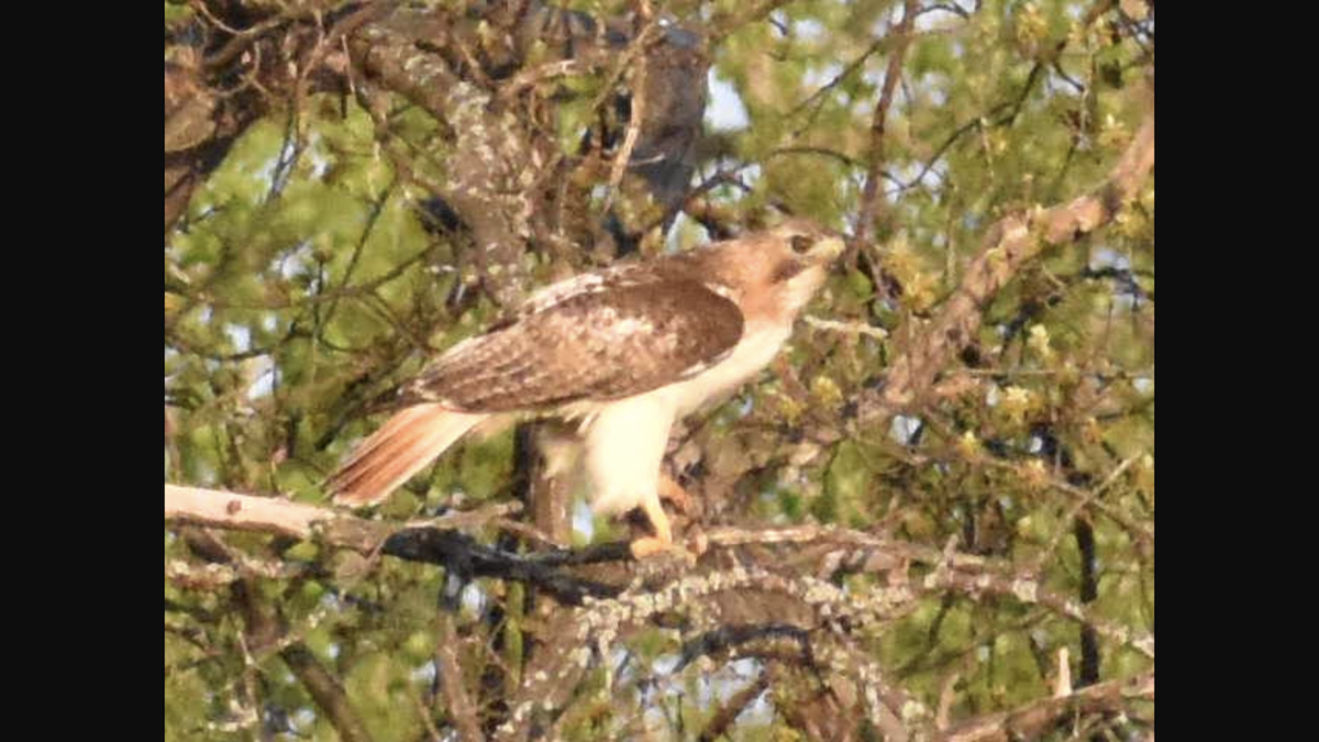 Red-tailed Hawk - ML158429141