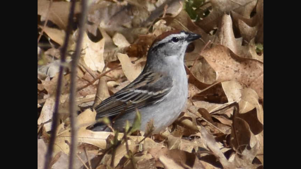 Chipping Sparrow - ML158431111