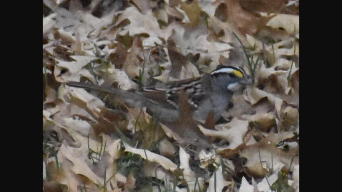 White-throated Sparrow - ML158432011