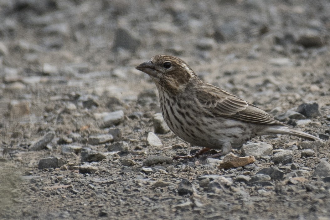 Cassin's Finch - ML158434741