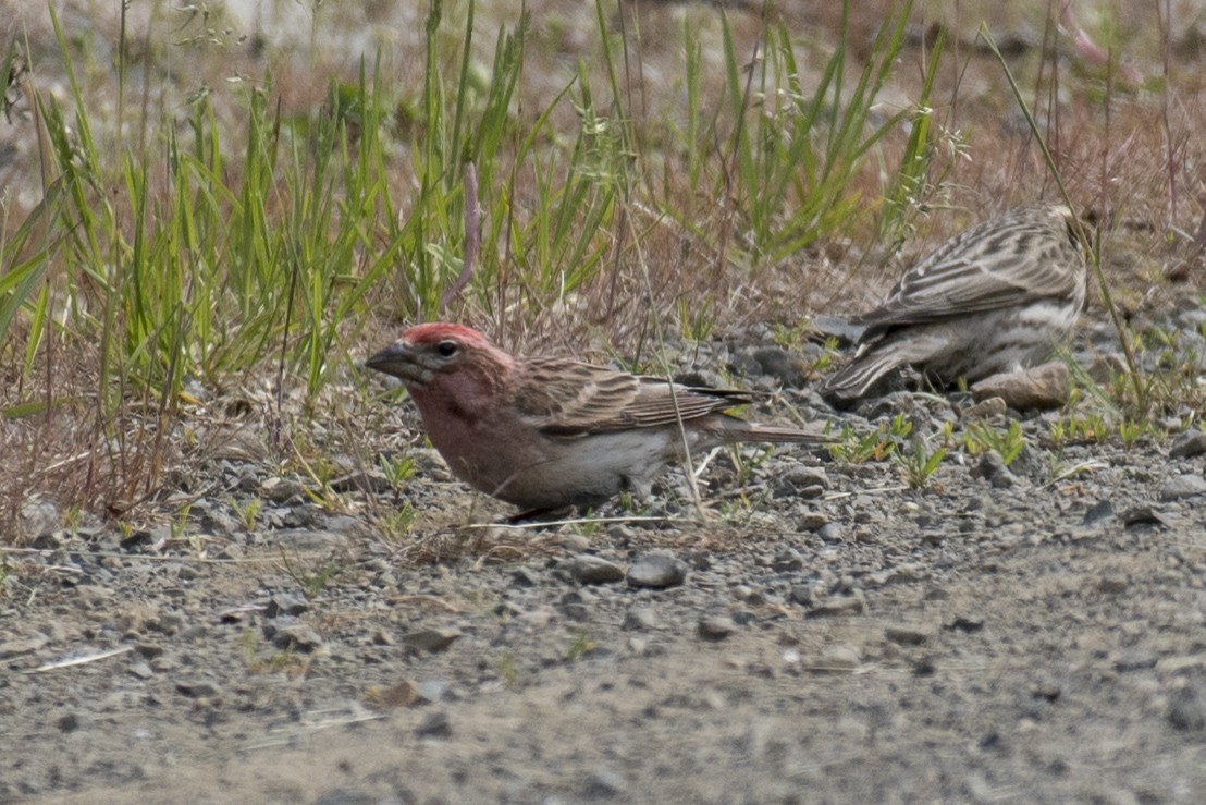 Cassin's Finch - ML158434761