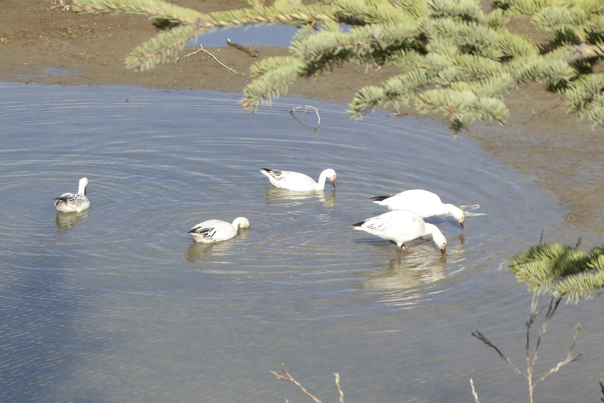 Snow Goose - ML158435041