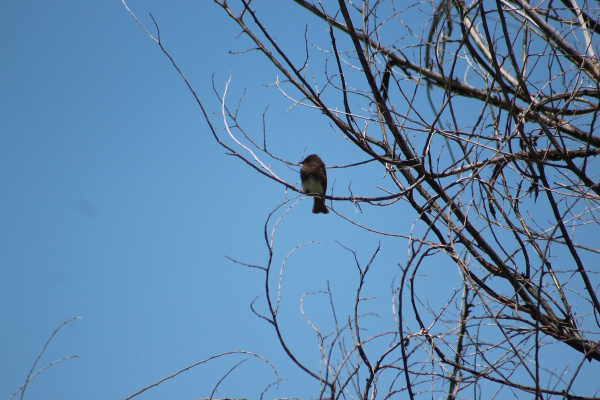 Black Phoebe - ML158435601