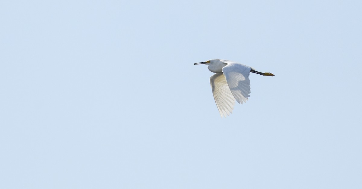 Snowy Egret - ML158435981