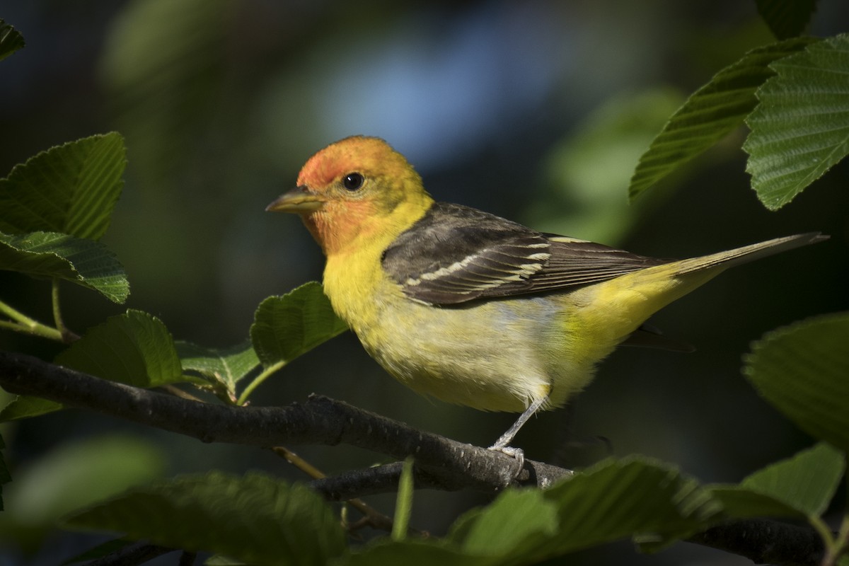 Western Tanager - ML158436311